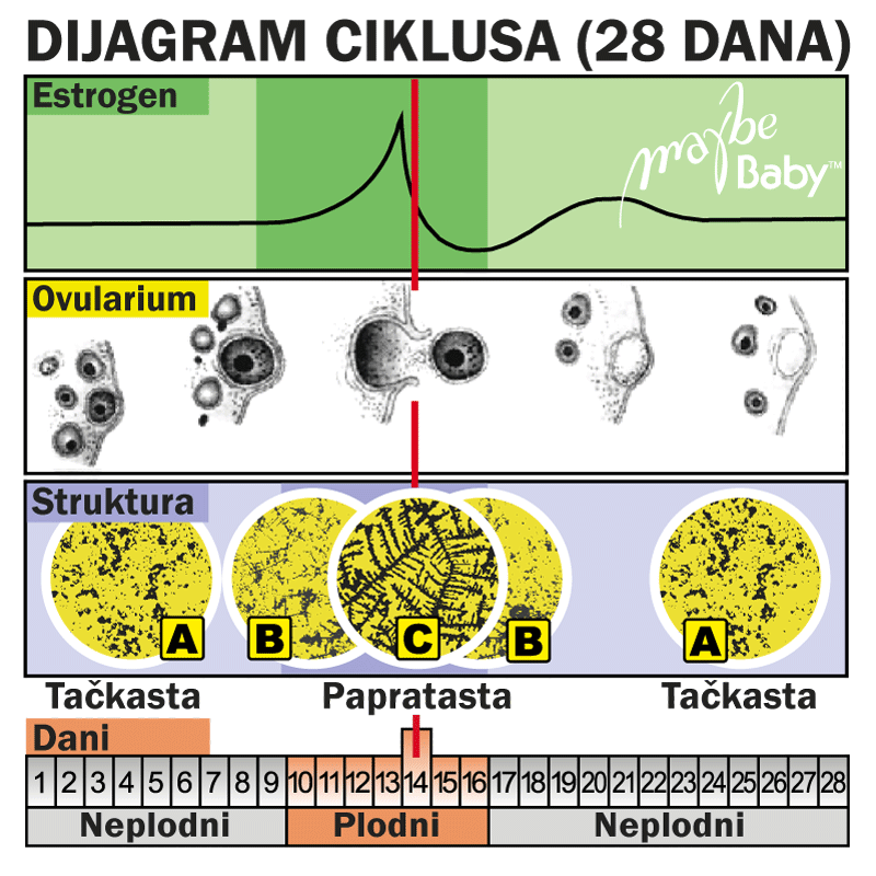 KAKO IZRAČUNATI PLODNE I NEPLODNE DANE?